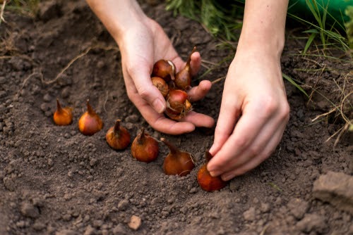 Planting flower tulip bulbs in a garden