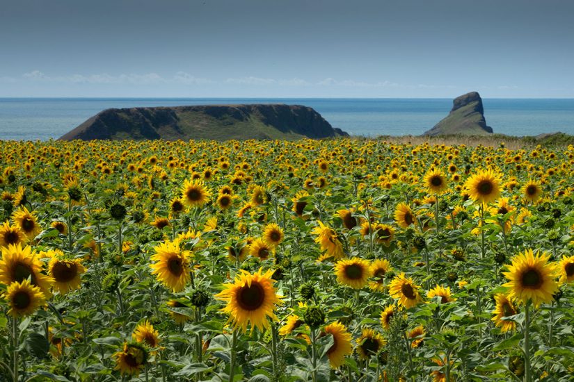 sunny fields of sunflowers with the ocean in the background