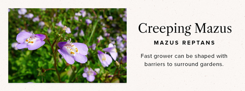 Creeping Mazus ground cover