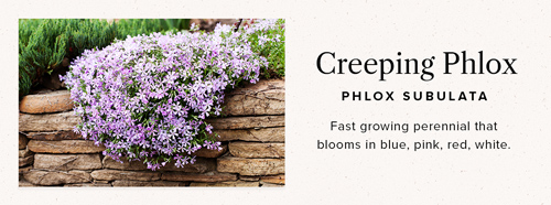 Phlox ground cover