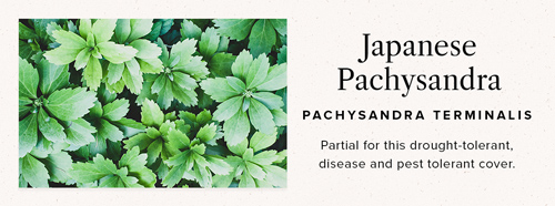 pachysandra ground cover