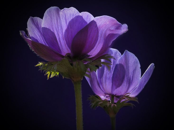 Close-up of a purple anemone flower