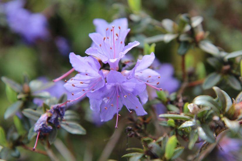 Purple azalea flower growing outside