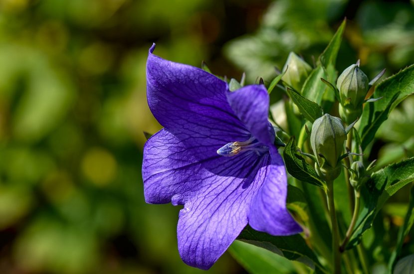 Close-up of a purple balloon flower growing outside