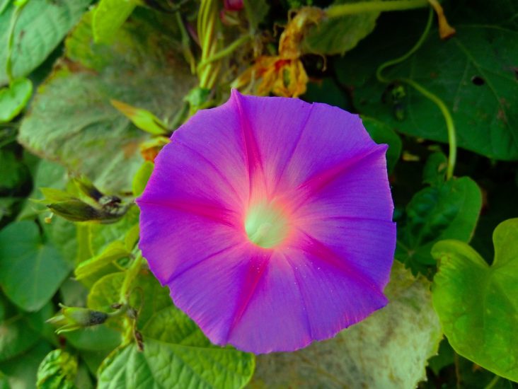 Close-up of a purple moonflower