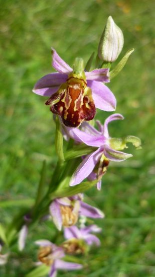 Bee orchid flower growing outside