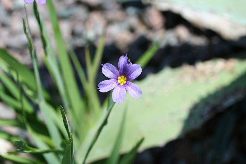 Blue-eyed grass flower growing outside