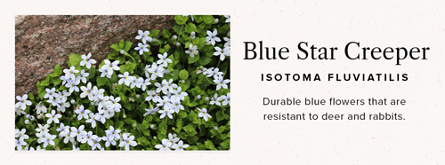 blue star creeper ground cover