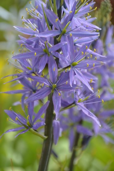 Wild hyacinth flowers growing outside