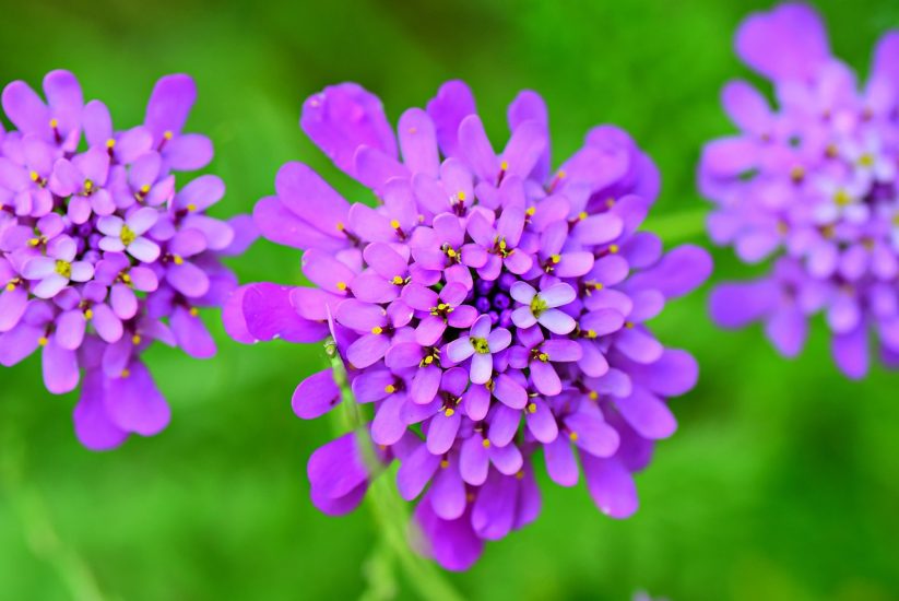 Purple candytuft flowers growing outside