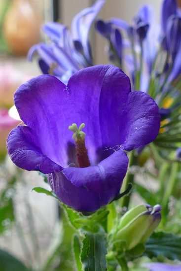 Purple canterbury bells flower growing outside