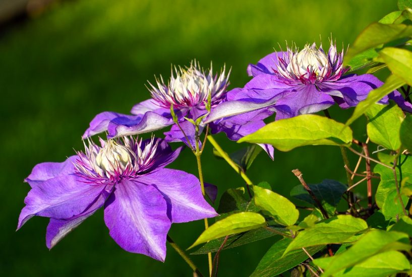 A few clematis flowers growing outside