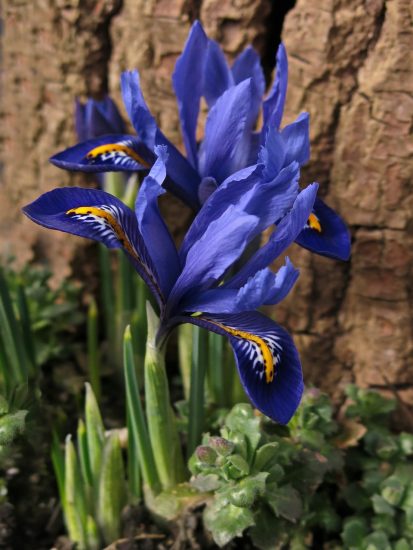 Dark purple dwarf iris growing outside