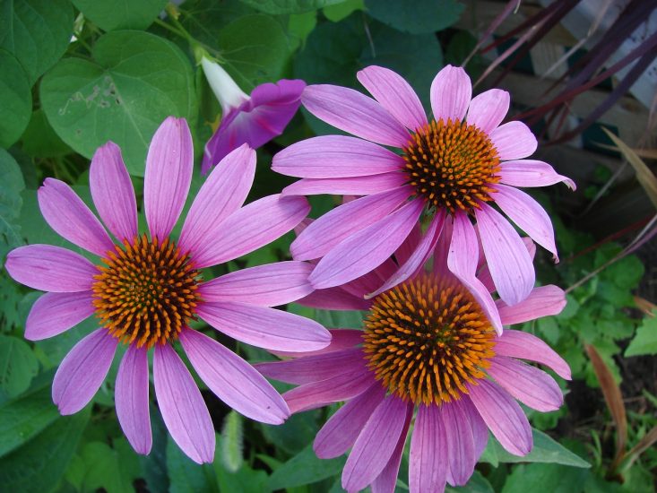 Purple coneflowers growing outside