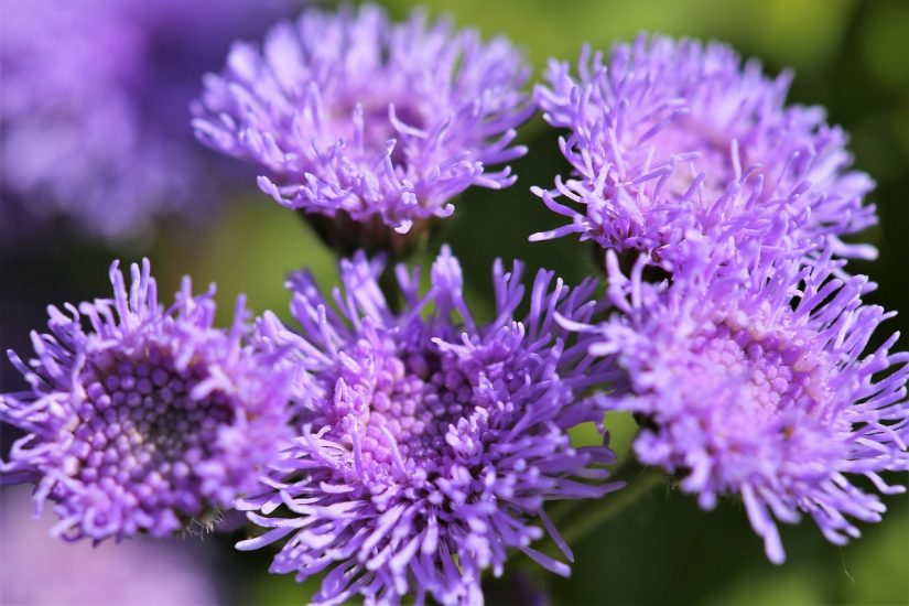 Close-up of floss flowers growing outside