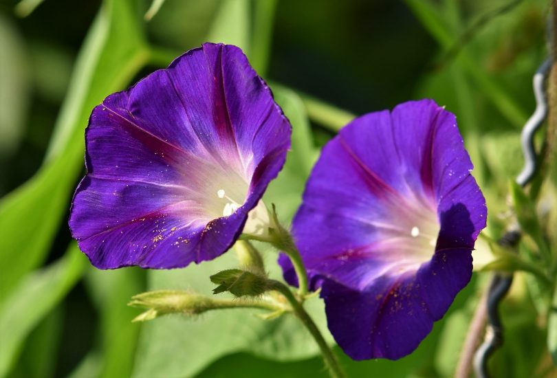 Close-up of purple morning glory flowers