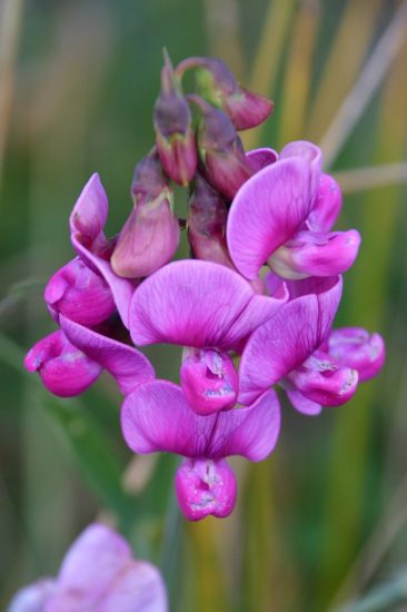 Close-up of purple sweet pea flowers