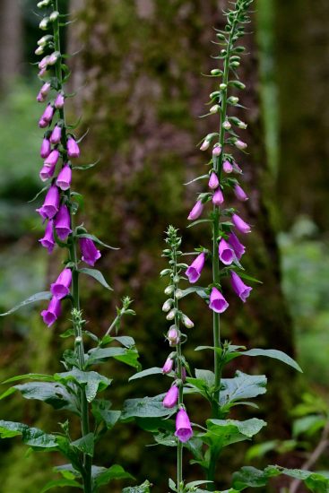 Foxglove flowers growing outside