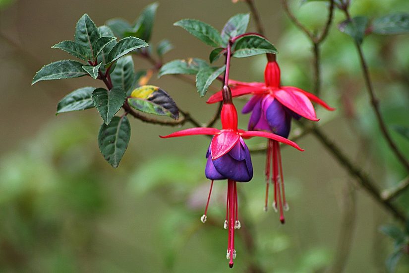 Fuchsia blooms hanging on a branch outside