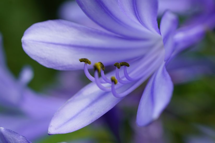 Close-up of a purple lily of the nile flower