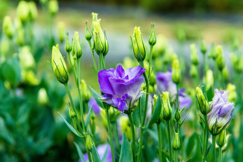 Lisanthus blooming in an open field