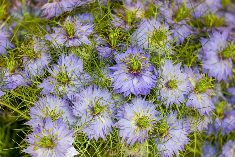 Field of love-in-a-mist flowers