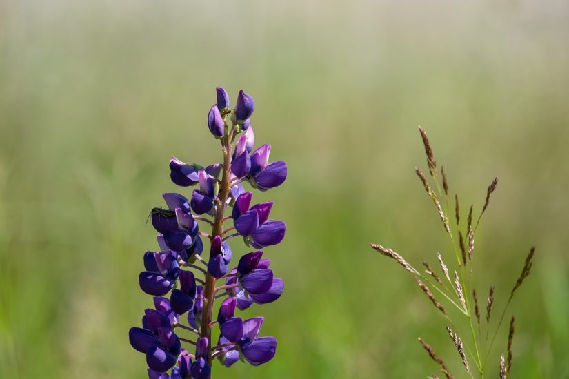 Purple lupine flower growing outside