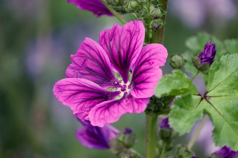 Close-up of mystic merlin flower