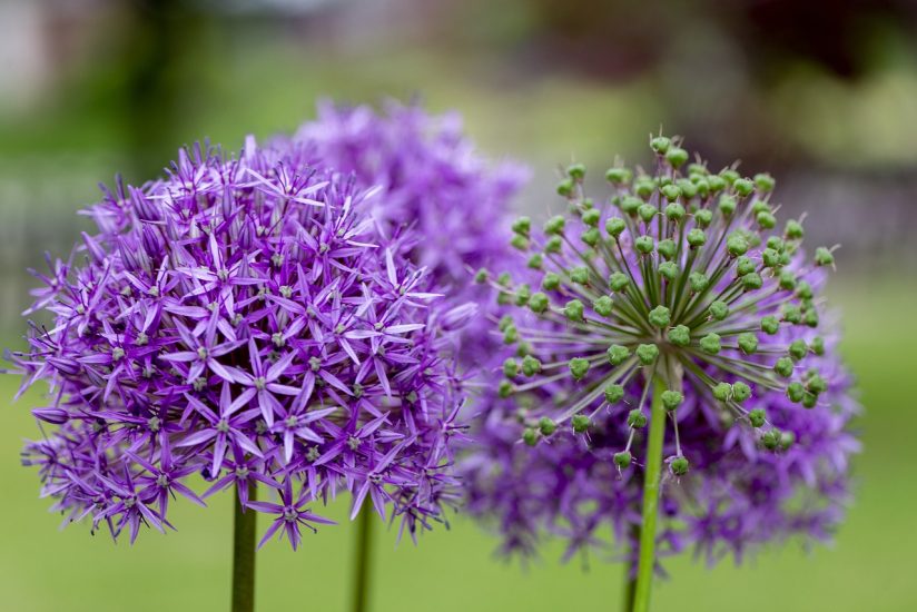 Purple ornamental onion flower growing outside