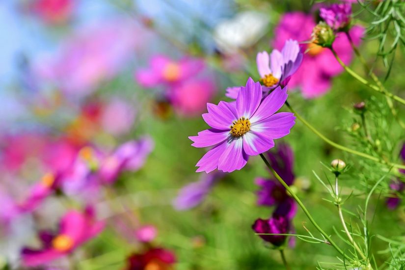 Purple cosmos flower growing alongside other varieties