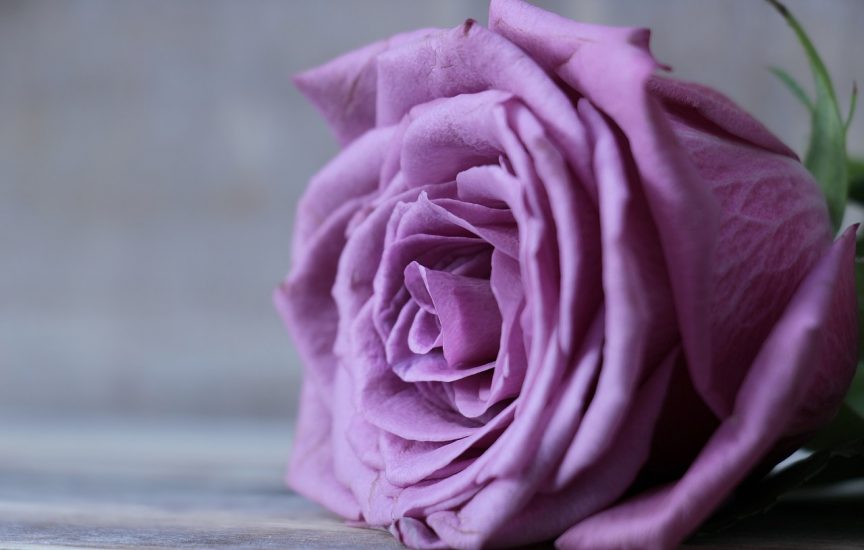 Close-up of a purple rose