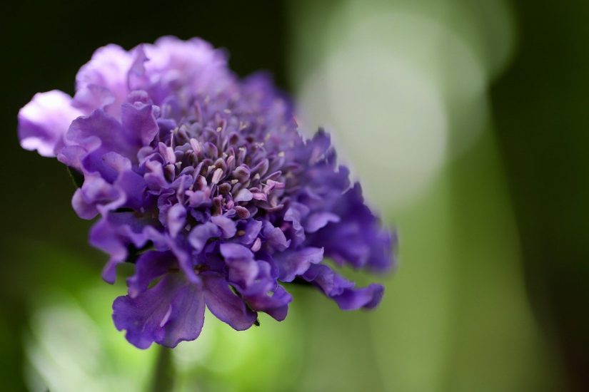 Close-up of purple scabiosa flower