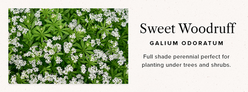 sweet woodruff ground cover