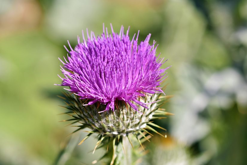 Close-up of purple sea thistle flower