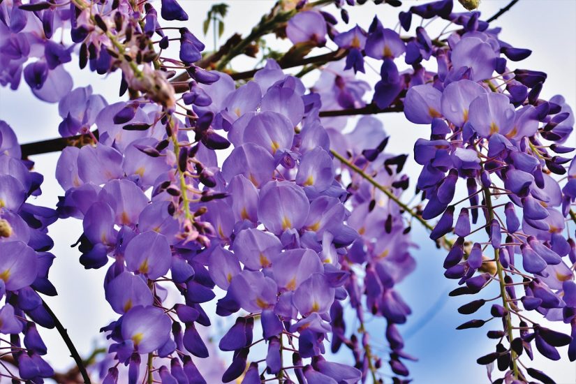 Wisteria flowers growing outside