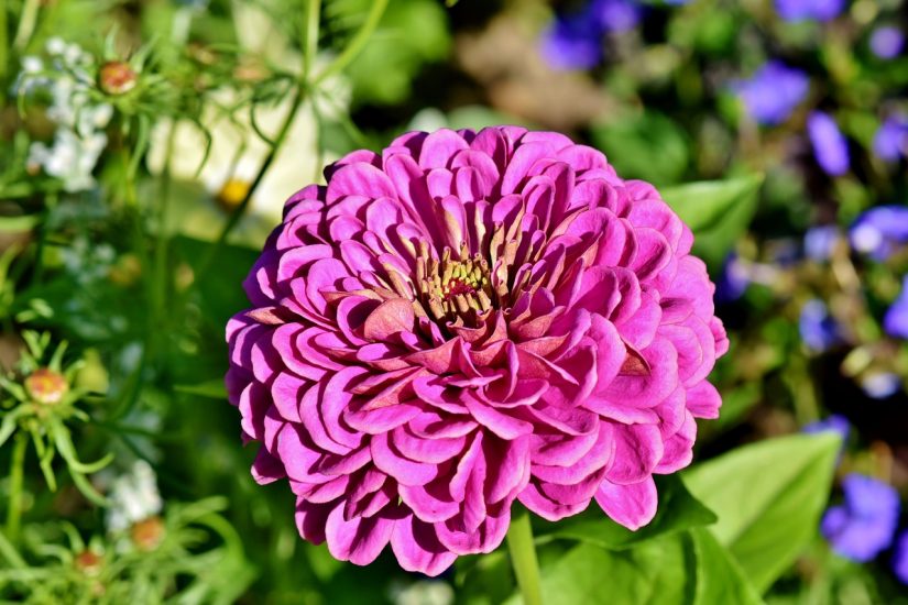 Purple zinnia flower growing outside