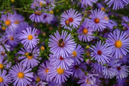 Purple aster flowers