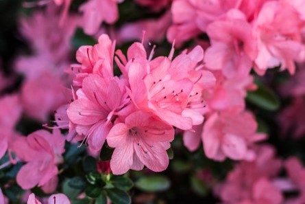 Close up of pink azalea flowers