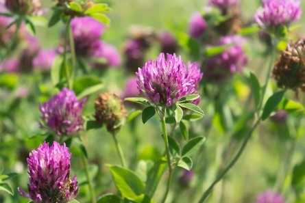 purple clover flowers