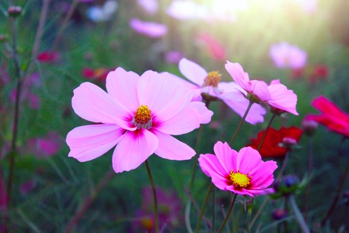 bright pink cosmos flower in morning light