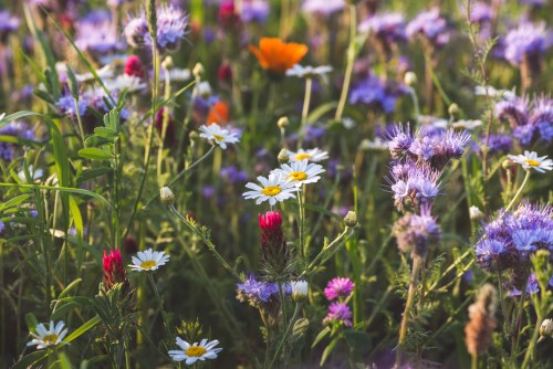 patch of bright flora flowers