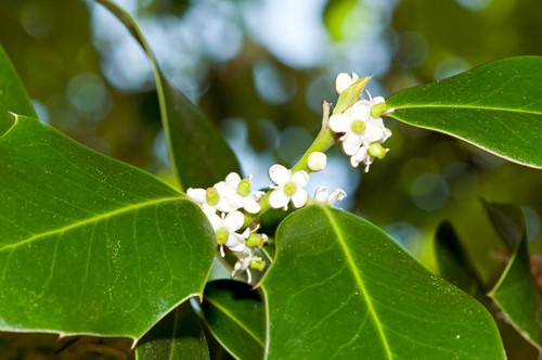 Close up of small holly flowers