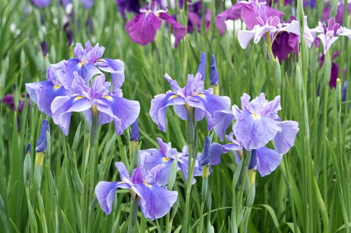 lavender colored iris flowers