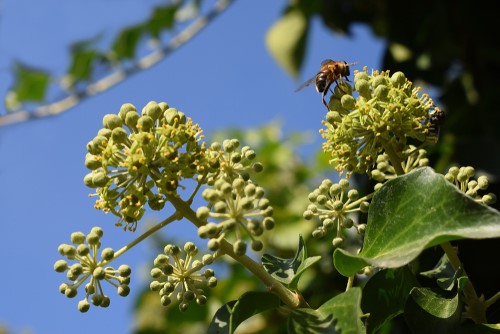 Honeybee On An Ivy Flower