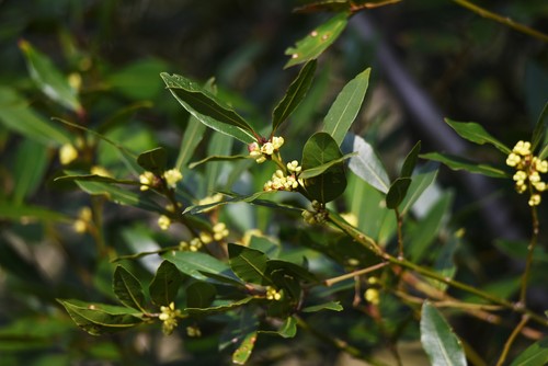 small bay laurel flowers