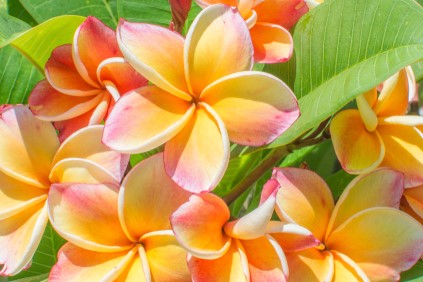 Yellow and pinkish leilani flower