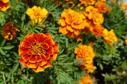 orange and yellow marigold flowers