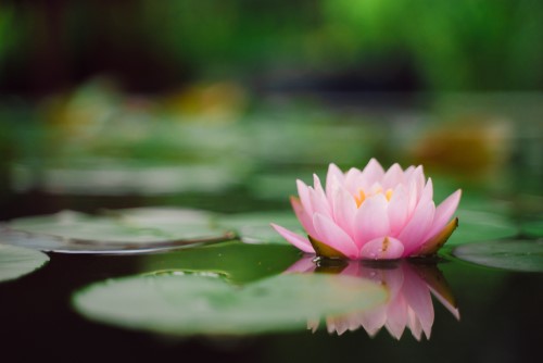 pink-white ren lotus flower floating on the water