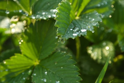 green xylem leaves