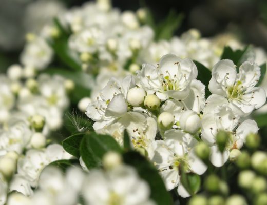 White hawthorn flowers growing outside